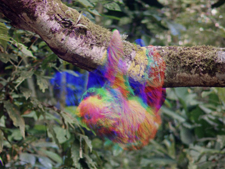 image of a color-separated sloth hanging upside-downalr