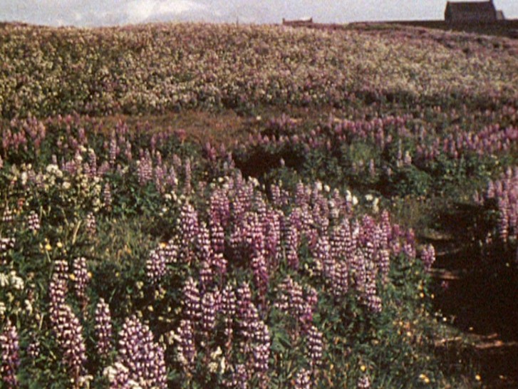 meadow of pink flowersalr