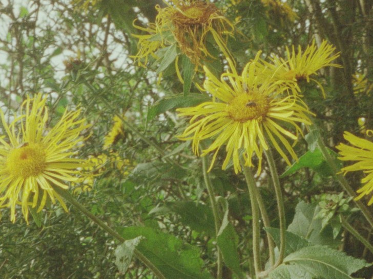 a group of yellow daisies with long spindly petals growing alr