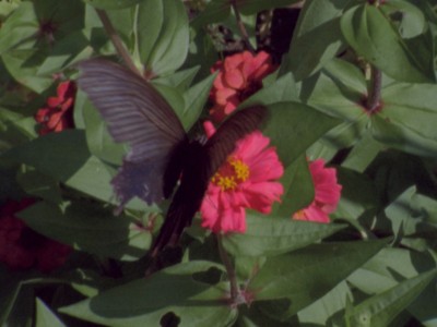 black butterfly on a pink flower in a garden