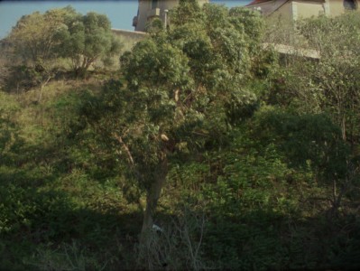 a large, full tree on a city's hillside