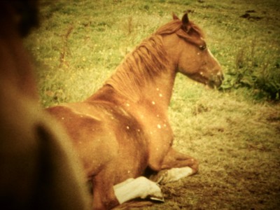 a brown horse with white legs sitting in the grass