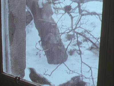 a view through a window of snow and trees with a bird on the sill