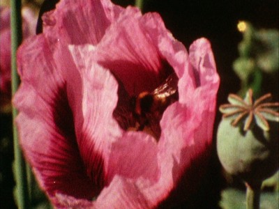 a close-up of a pink poppy