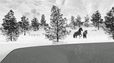 snowy landscape with trees, horses and a river's edge